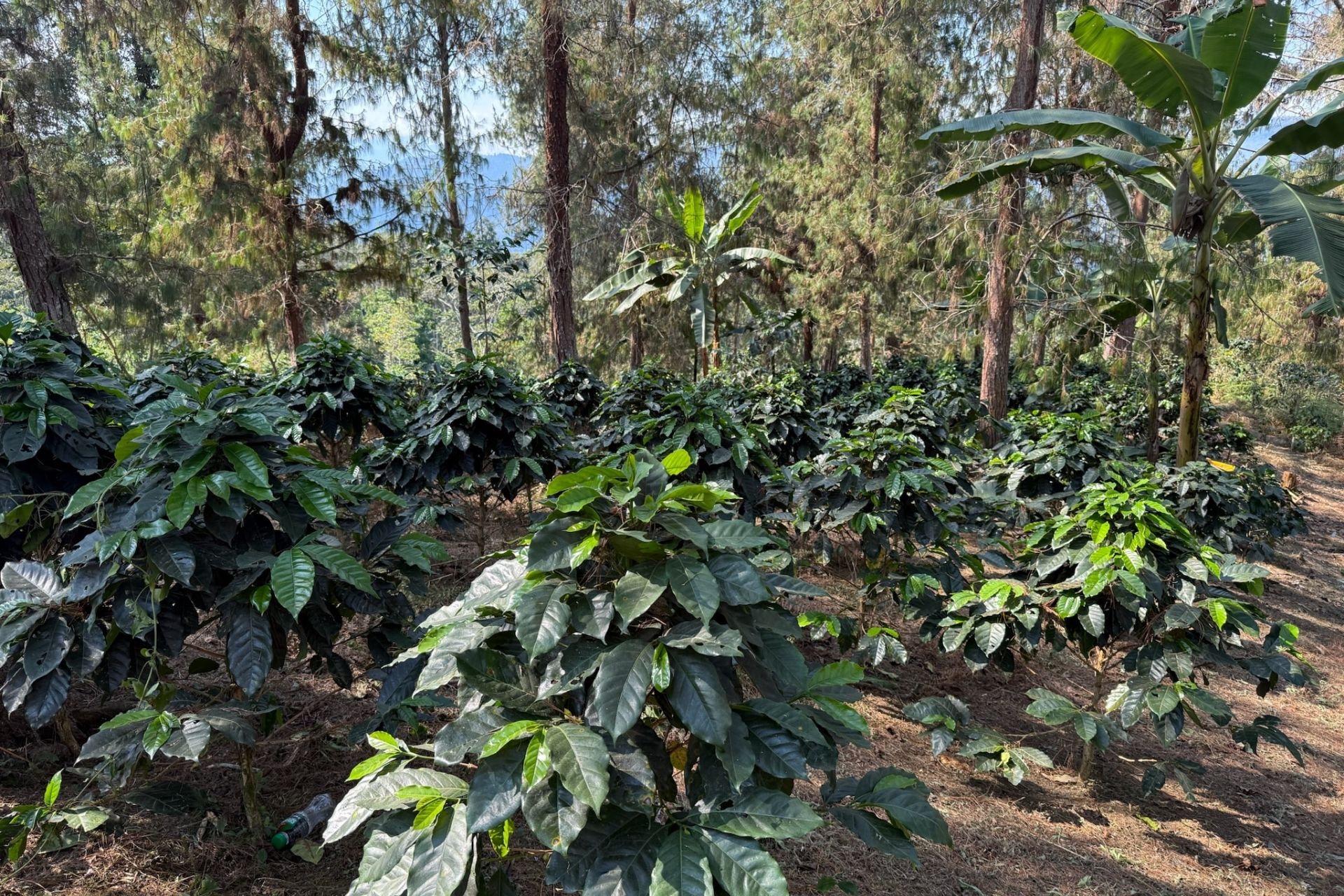 Kaffeeplantage in Peru