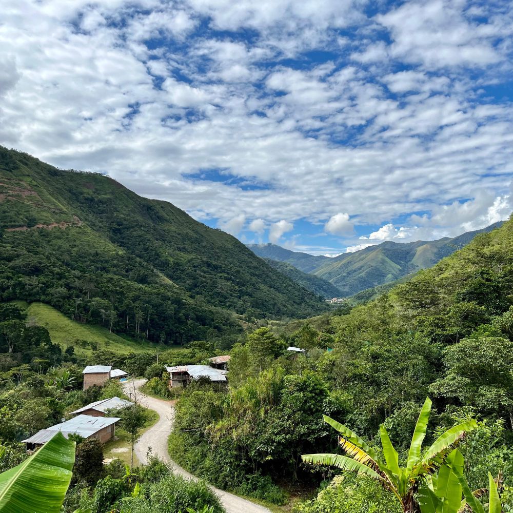 Cafe Dailima - Finca Grandez