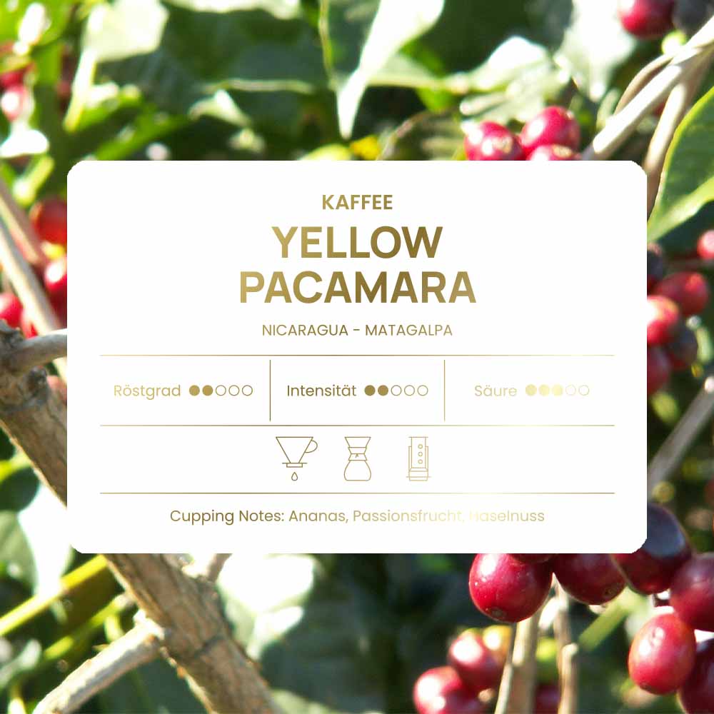 kaffeebraun_kaffee_yellow_pacamara_etikett