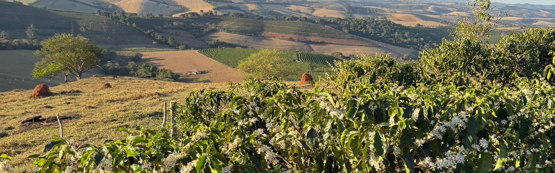 Landschaftsaufnahme eines Kaffeeanbaugebiets bei Sonnenuntergang